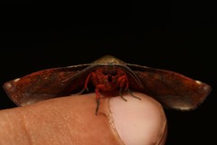 Euexia percnopus