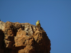 Ptilotula keartlandi