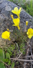 Oxalis burtoniae