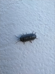 Armadillidium fossuligerum