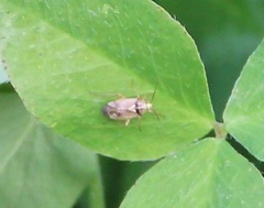 Orthops
