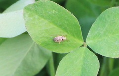 Orthops
