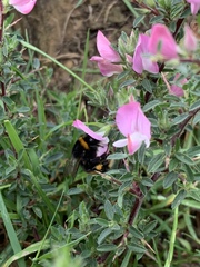 Bombus terrestris