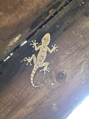 Ptyodactylus guttatus