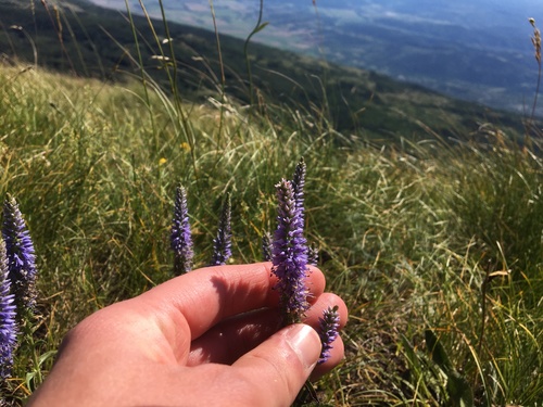Barrelierov paprotivak (Veronica barrelieri)