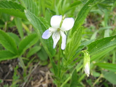 Rostratae