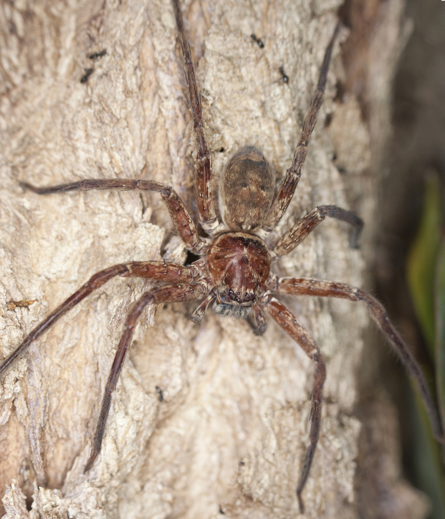 Jungle Huntsman Spider