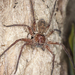 Brown Huntsman Spider - Photo (c) tjeales, some rights reserved (CC BY-SA), uploaded by tjeales
