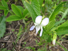 Rostratae