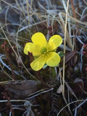 Ranunculus nivalis
