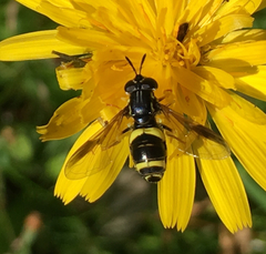 Chrysotoxum bicinctum