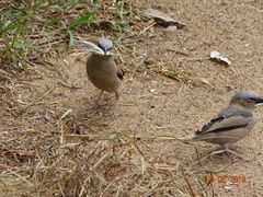 Pseudonigrita arnaudi