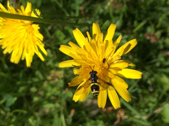 Chrysotoxum bicinctum