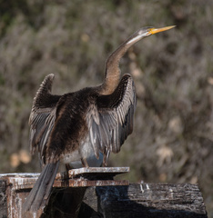 Anhinga novaehollandiae