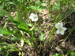 Viola stagnina