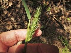 Elymus virginicus virginicus