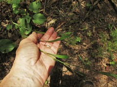 Elymus virginicus virginicus