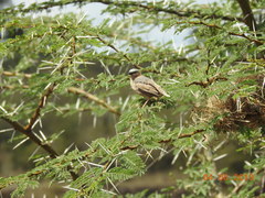 Pseudonigrita arnaudi