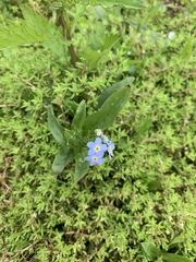 Myosotis scorpioides