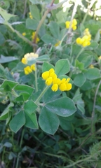 Lotus ornithopodioides