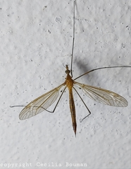 Tipula cava