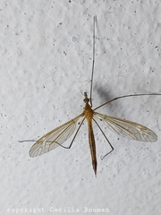 Tipula cava