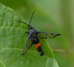 Synanthedon stomoxiformis