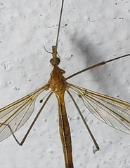Tipula cava