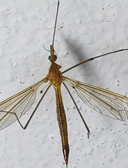 Tipula cava
