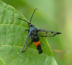 Synanthedon stomoxiformis