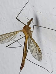 Tipula cava