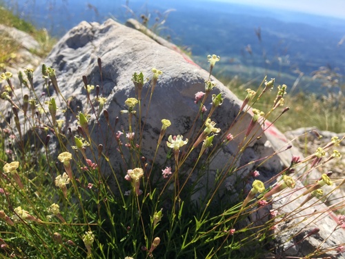 Pušina (Silene)
