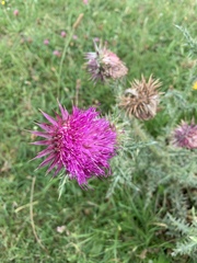 Carduus nutans