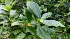 Tabernaemontaninae