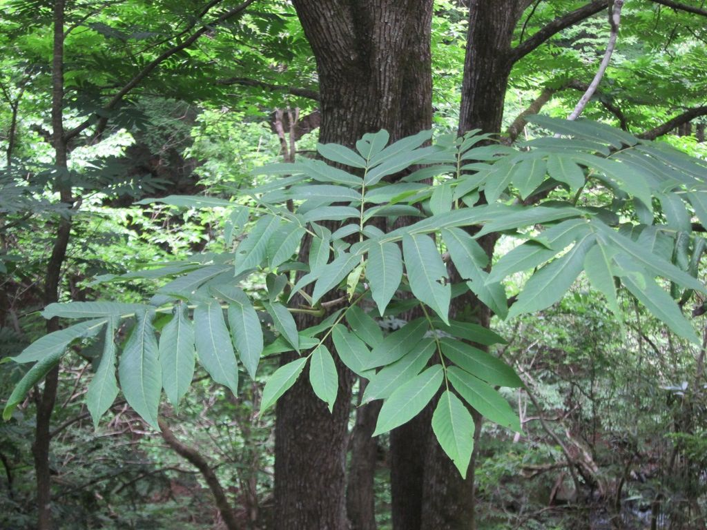 Manchurian ash