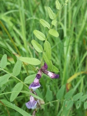 Vicia sepium