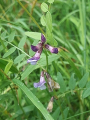 Vicia sepium
