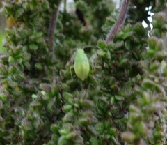 Microlophium carnosum