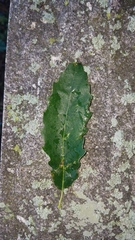 Quercus muehlenbergii
