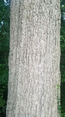 Quercus muehlenbergii