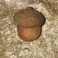 Quercus muehlenbergii