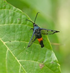 Synanthedon stomoxiformis