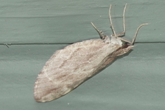 Stamnoctenis pearsalli