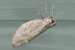 Stamnoctenis pearsalli