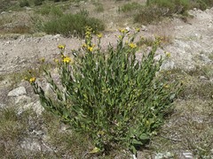 Senecio pyrenaicus