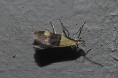 Oecophora bractella