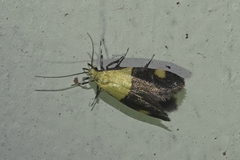 Oecophora bractella