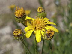 Senecio pyrenaicus