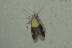 Oecophora bractella