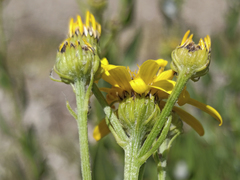 Senecio pyrenaicus